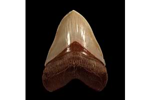 Megalodon in Chile: Unveiling the Largest Tooth Ever Found