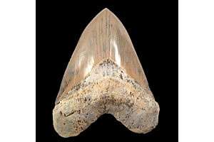 7 megalodon tooth