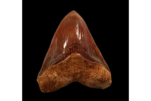 Unraveling the Enigma: The Search for the Youngest Megalodon Tooth