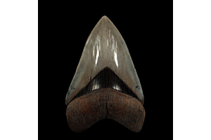 Georgia Megalodon tooth