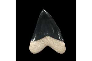 Exploring the Depths of History: Baby Megalodon Teeth and Megalodon Tooth Replicas