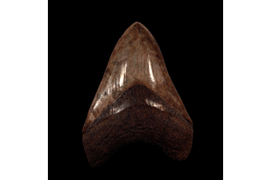Deciphering the Fossil Record: Distinguishing Real Megalodon Teeth from Fakes