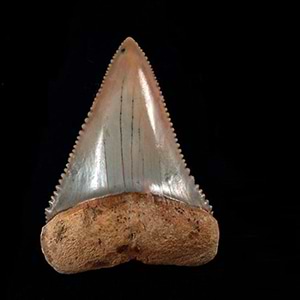 Great White Shark Teeth (Fossil) 