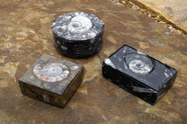 Fossil Boxes
