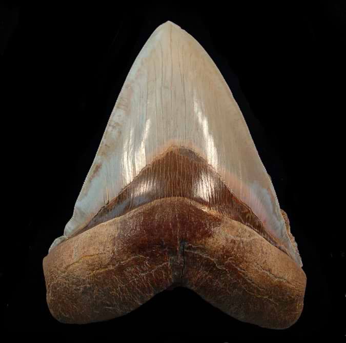 Chile Megalodon Teeth