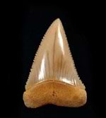 Great White Shark Teeth (Fossil)