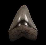 Megalodon teeth - So. Carolina Top Quality Meg teeth (greater than 5 inch)
