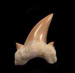 Otodus teeth (Megalodon ancestor)