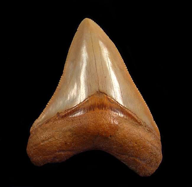 Morocco Megalodon Teeth