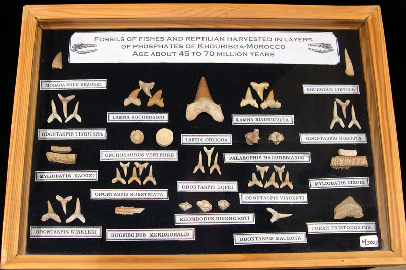Fossil Collection with Display Frame