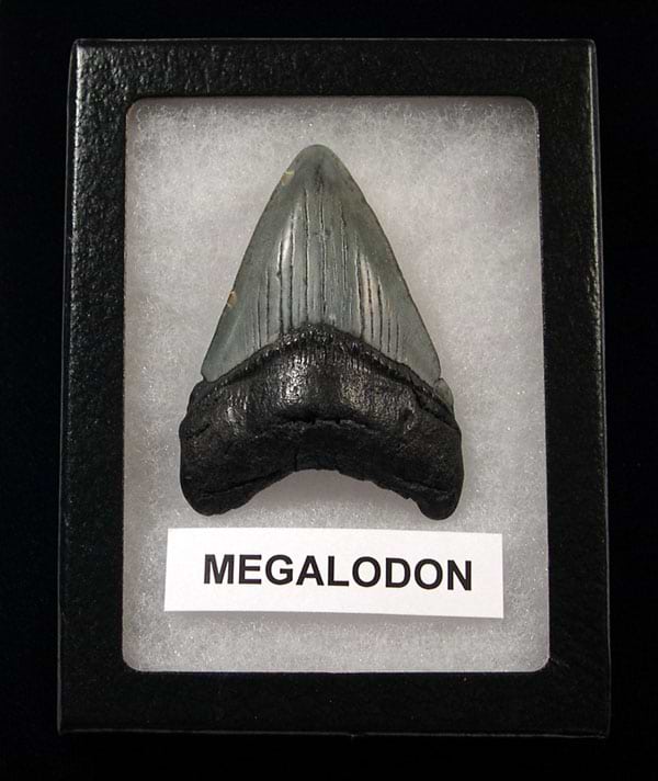 My First Megalodon