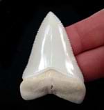 Great White Shark Teeth (Modern) 