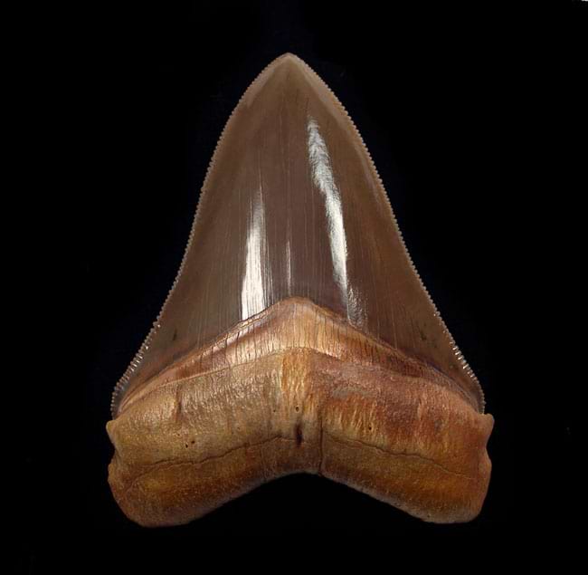 Peru Megalodon Teeth 