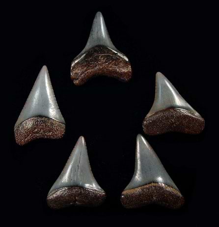 Peru bulk teeth