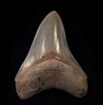 Megalodon teeth - So. Carolina Top Quality Meg teeth (less than 5 inch)