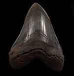 Megalodon teeth - So. Carolina Good Quality Meg teeth (greater than 5 inch) 