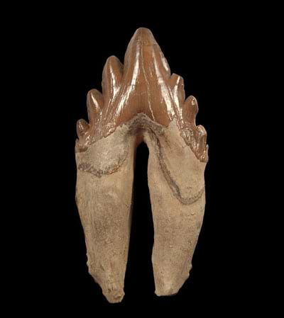 Whale / Squalodon Teeth & Fossils