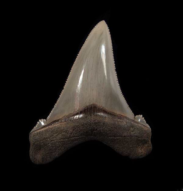 Angustidens teeth (Megalodon ancestor)