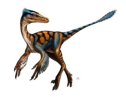 Other Raptor Dinosaurs - US 