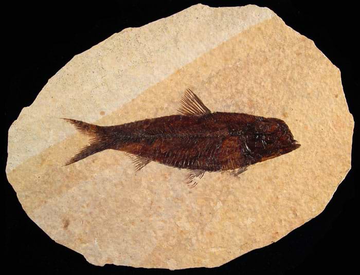 Knightia Fossil Fish - Green River Fm.