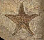 Star Fish 