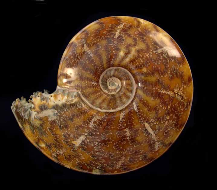 Madagascar Ammonites - Catalog #1