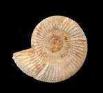 Ammonites - Catalog #1
