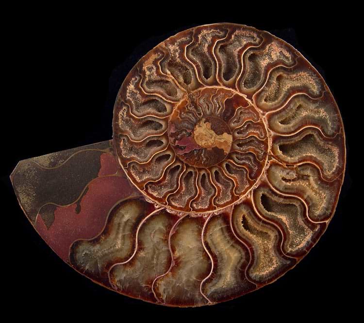 Madagascar Ammonites - Catalog #2