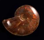 Ammonites (Red Flash)
