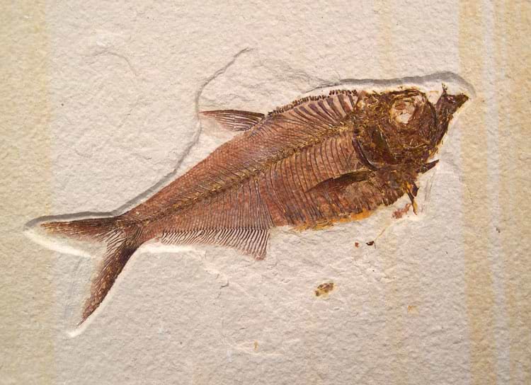 Diplomystus Fossil Fish - Green River Fm.