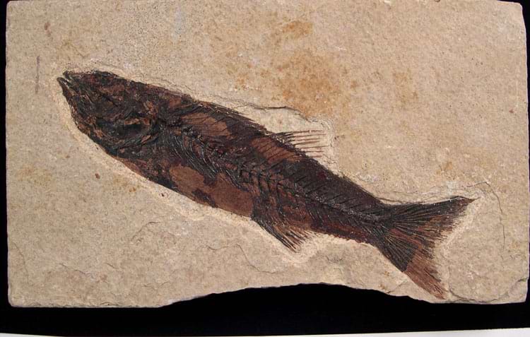 Mioplosus Fossil Fish - Green River Fm.