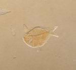 Fossil Fish - Other Localities 