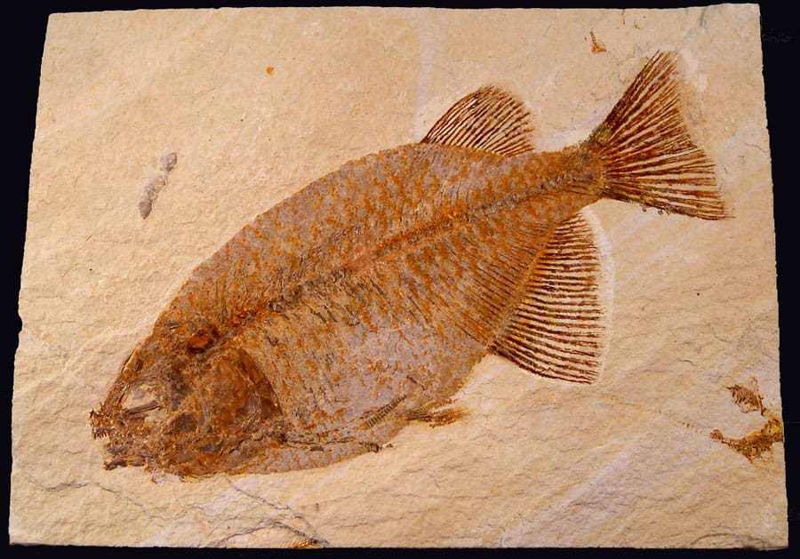 Phareodus Fossil Fish - Green River Fm.