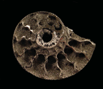 Ammonites (Pyritized) 