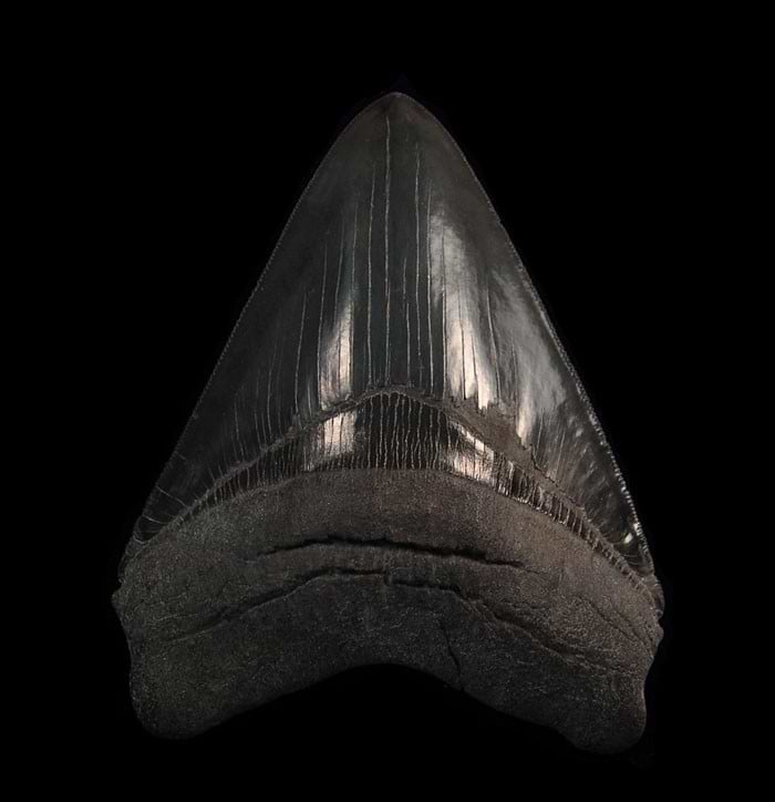 BLACK Megalodon Teeth