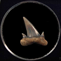 Carcharoides totuserratus tooth | Buried Treasure Fossils