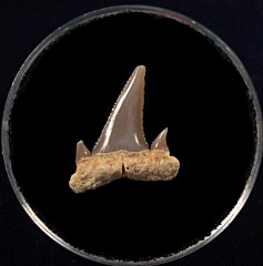 Argentine Carcharoides totuserratus tooth for sale | Buried Treasure Fossils