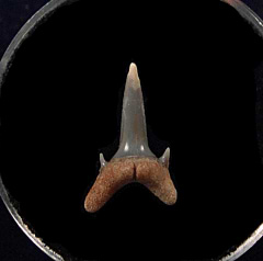 Rare Carcharoides totuserratus tooth for sale | Buried Treasure Fossils