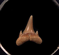 Serrated Carcharoides totuserratus tooth for sale | Buried Treasure Fossils