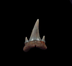 Serrated Carcharoides totuserratus tooth | Buried Treasure Fossils