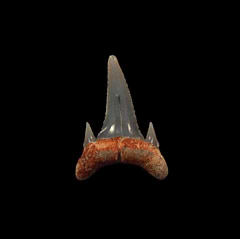 Chubut Province Carcharoides totuserratus tooth for sale | Buried Treasure Fossils