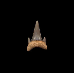 Chubut Province Carcharoides totuserratus tooth | Buried Treasure Fossils