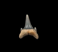 Rare Argentine Carcharoides totuserratus tooth | Buried Treasure Fossils
