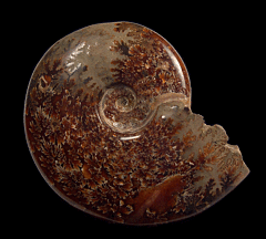 Hyphantoceras oshimai ammonite | Buried Treasure Fossils