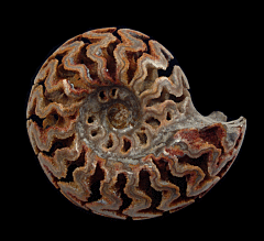 Hyphantoceras oshimai ammonite | Buried Treasure Fossils