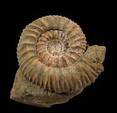 Cleoniceras besairei ammonite | Buried Treasure Fossils