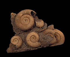Dactylioceras ammonite cluster | Buried Treasure Fossils