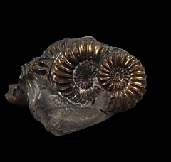 Plenoceras ammonite cluster | Buried Treasure Fossils