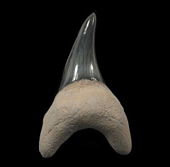 Parotodus benedeni tooth - Australia | Buried Treasure Fossils