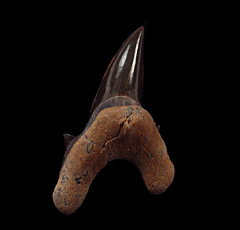 Cardabiodon sp. tooth - Australia | Buried Treasure Fossils